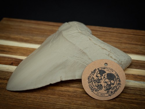 Life size megalodon tooth - megalodon,