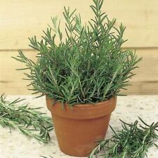 1 Hardy Fragrant Aromatic Rosemary in 12cm Pot Indoor Outdoor Tree Plant Herb