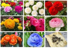 10 Ranunculus Summer Flowering