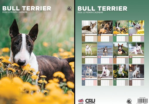 Bull terrier 2026 - bull,