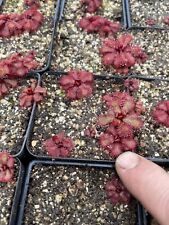 Drosera Slackii, Semi Mature