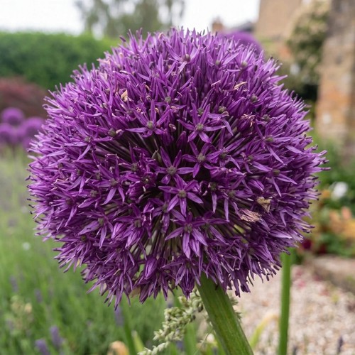 Allium gladiator bulbs x10 - gladiator,