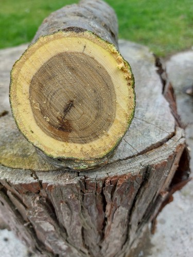 Woodturning blank laburnum log - blank,