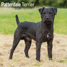 Patterdale Terrier Calendar 2026 - Dogs - Month To View