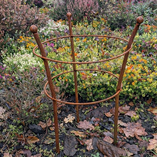 Peony plant support - peony,