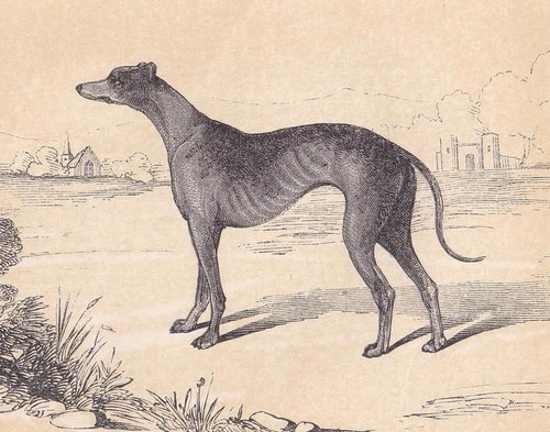 1851 greyhound dog print - print,