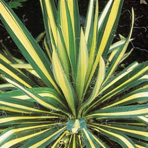 Yucca golden sword perennial - golden,