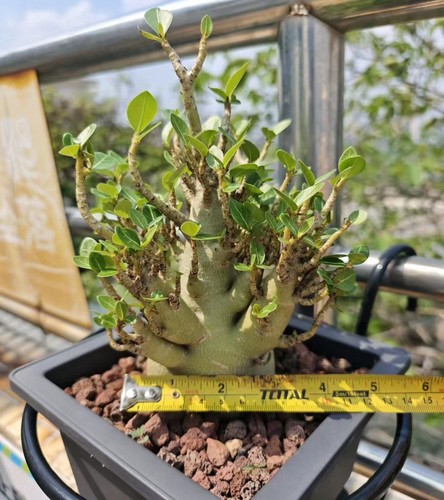 Rare adenium obesum wysiwyg - ,
