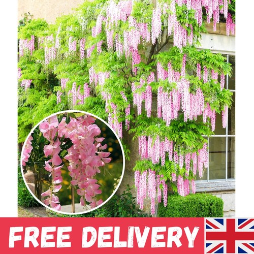 Wisteria rosea pink - |,