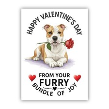 American Bulldog Dog