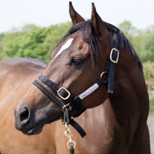 All sizes monty roberts - all,
