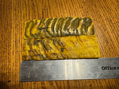 Beautiful indian rams horn - rams,