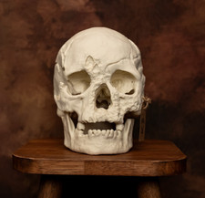 Life-Size Human Skull Replica