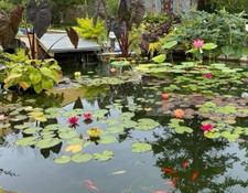 Hardy Water Lily Rhizomes