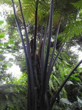 Cyathea Medullaris | 9cm potted plant | Tree Fern