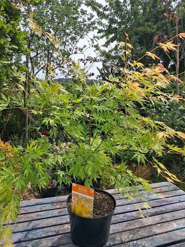 Japanese acer orange - 1m,