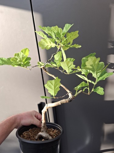 Oak bonsai tree - oak,