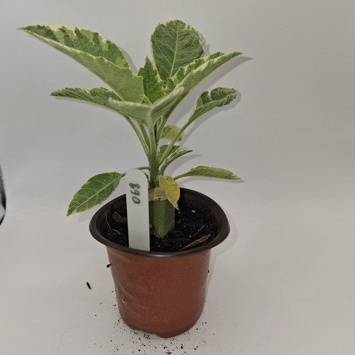Brugmansia snowbank variegated - snowbank,