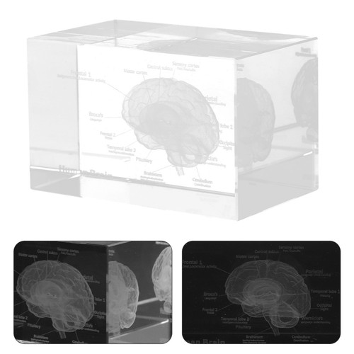 Transparent crystal brain - transparent,