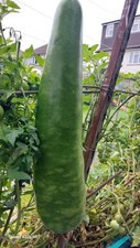 Kodu. Zucca.Bottle Gourd Dudhi Dodhi lau  Bangla Lao UK Grown 8 Seeds