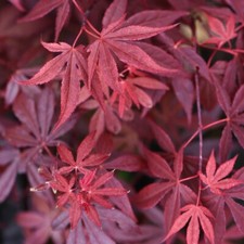 Suttons Acer Tree Hardy Japanese Maple Red Garden Plant for Patio 1 x 3L Pot