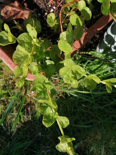 Bare rooted creeping jenny - x,