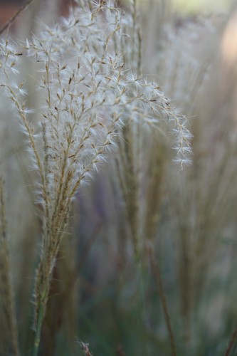 Miscanthus sinensis chinese - sinensis,
