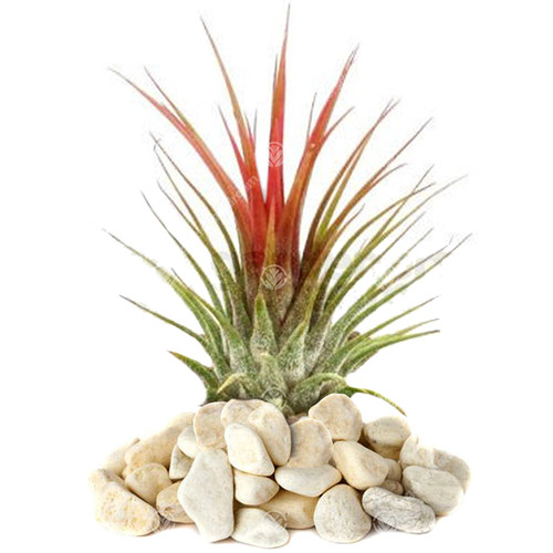 Tillandsia ionantha 1 plant - 1,