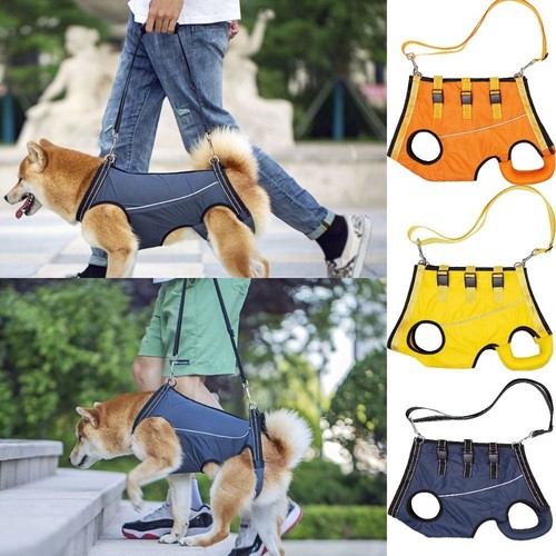 Dog front back - dog, support