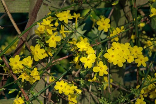 Winter yellow jasmine - winter, *