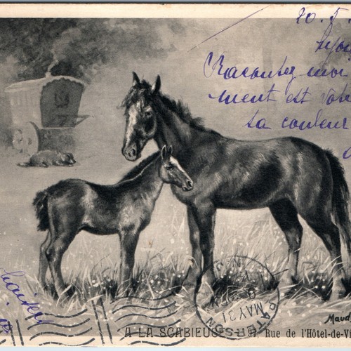 1905 lyon france - 1905, horse