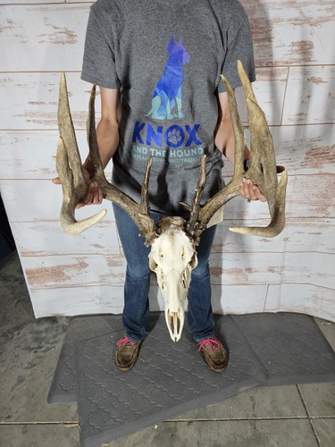 Wild point whitetail - ia, 17
