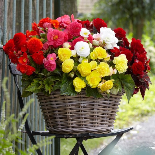 Begonia double upright - double,
