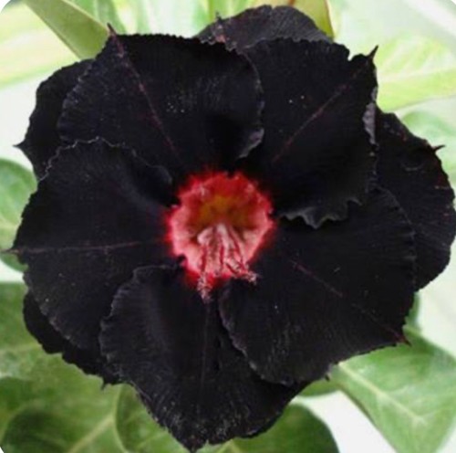 Onyx beauty desert rose - ,
