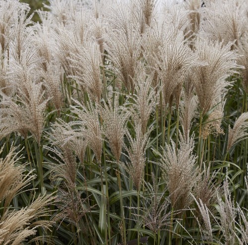 Miscanthus sinensis cute - t&m,