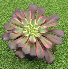 Aeonium 'Snow Angel' -  (Rare)