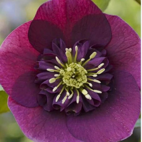 Hellebore anemone red plug - 3,