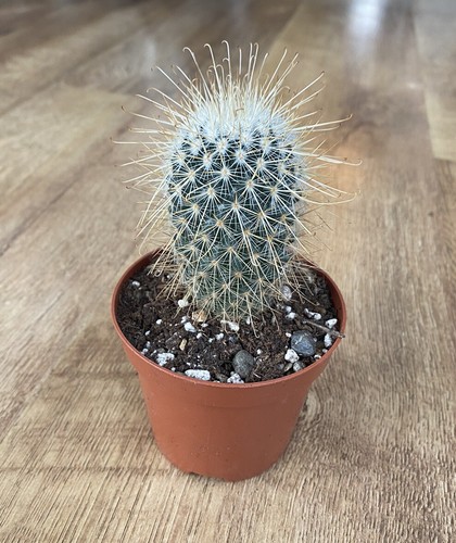 Mammillaria magnifca - mammillaria,