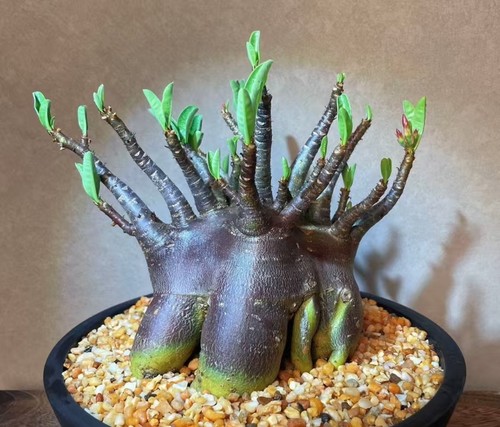 Sale rare plant - rare,