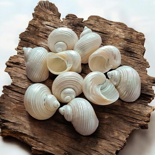 Turbo silvermouth shells - turbo,