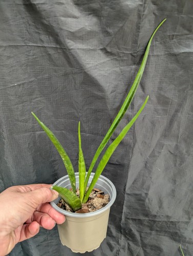 Sansevieria kirkii