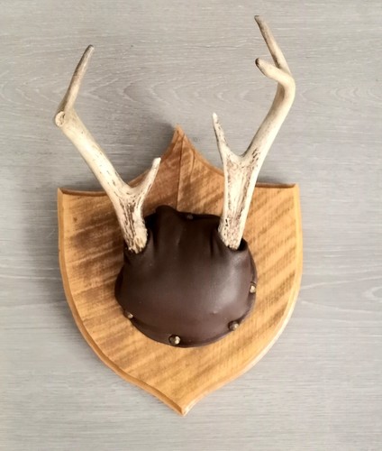 Antler mount point mounted - antler,
