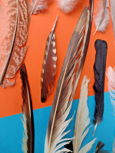 21x free fallen real feathers - free,