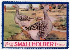 (I.B) Cinderella Collection 