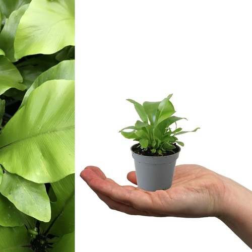 Asplenium nidus ferns - nidus,