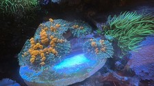 Frag Marine Aquarium Soft