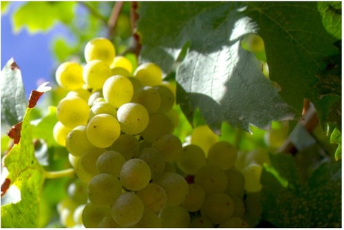 Cotton candy grape - cotton, seeds