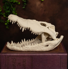 Nile Crocodile Skull Replica