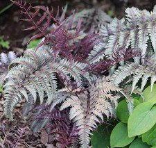 2 x Athyrium Niponicum Metallicum Plant  Fern  Perennial - 9cm potted