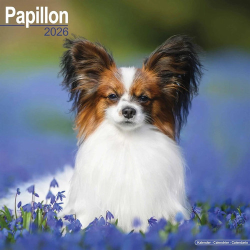 Papillon dog x 12 - , 12"